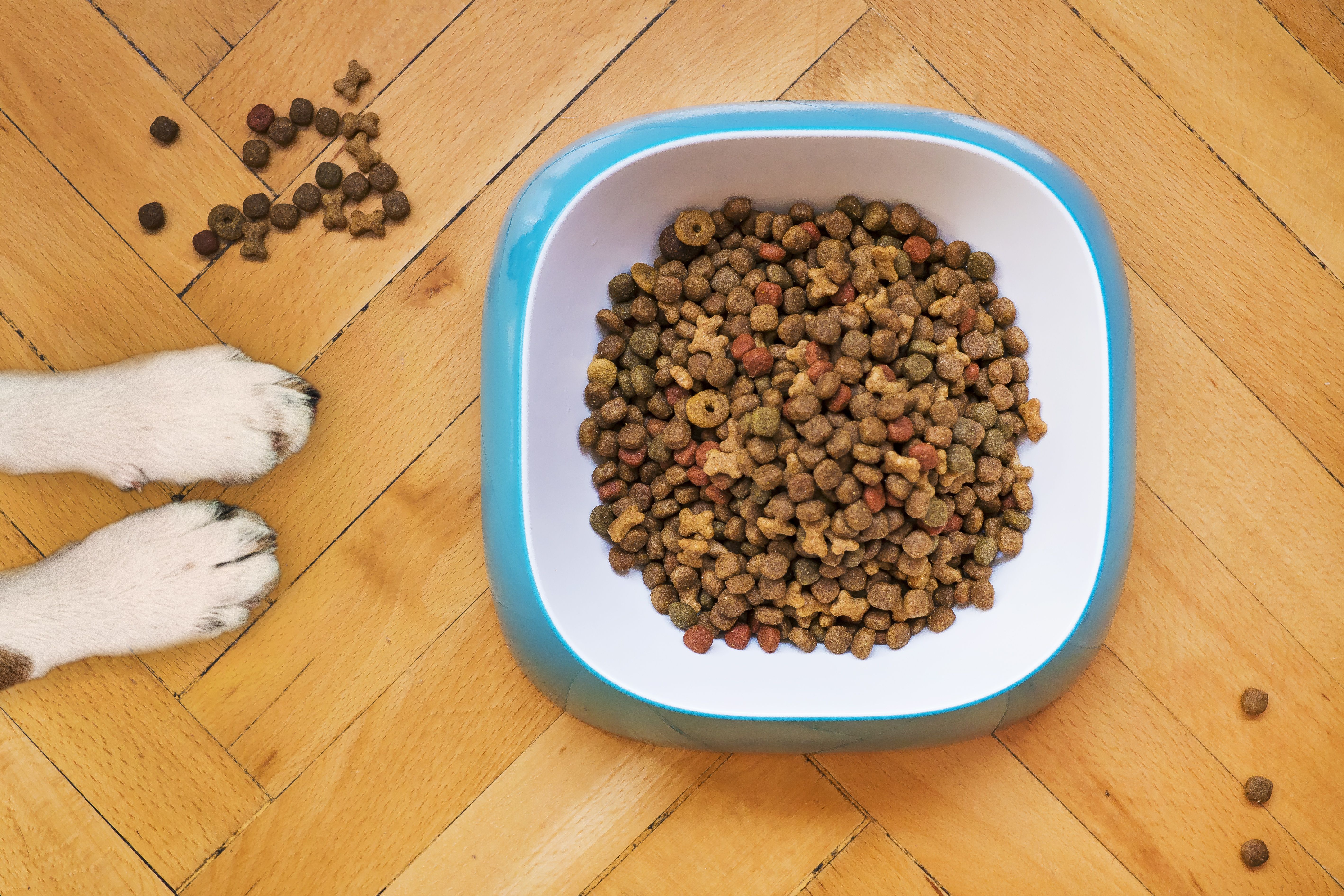 Best Dog Food Brands 2026: Vet-Recommended Options Compared