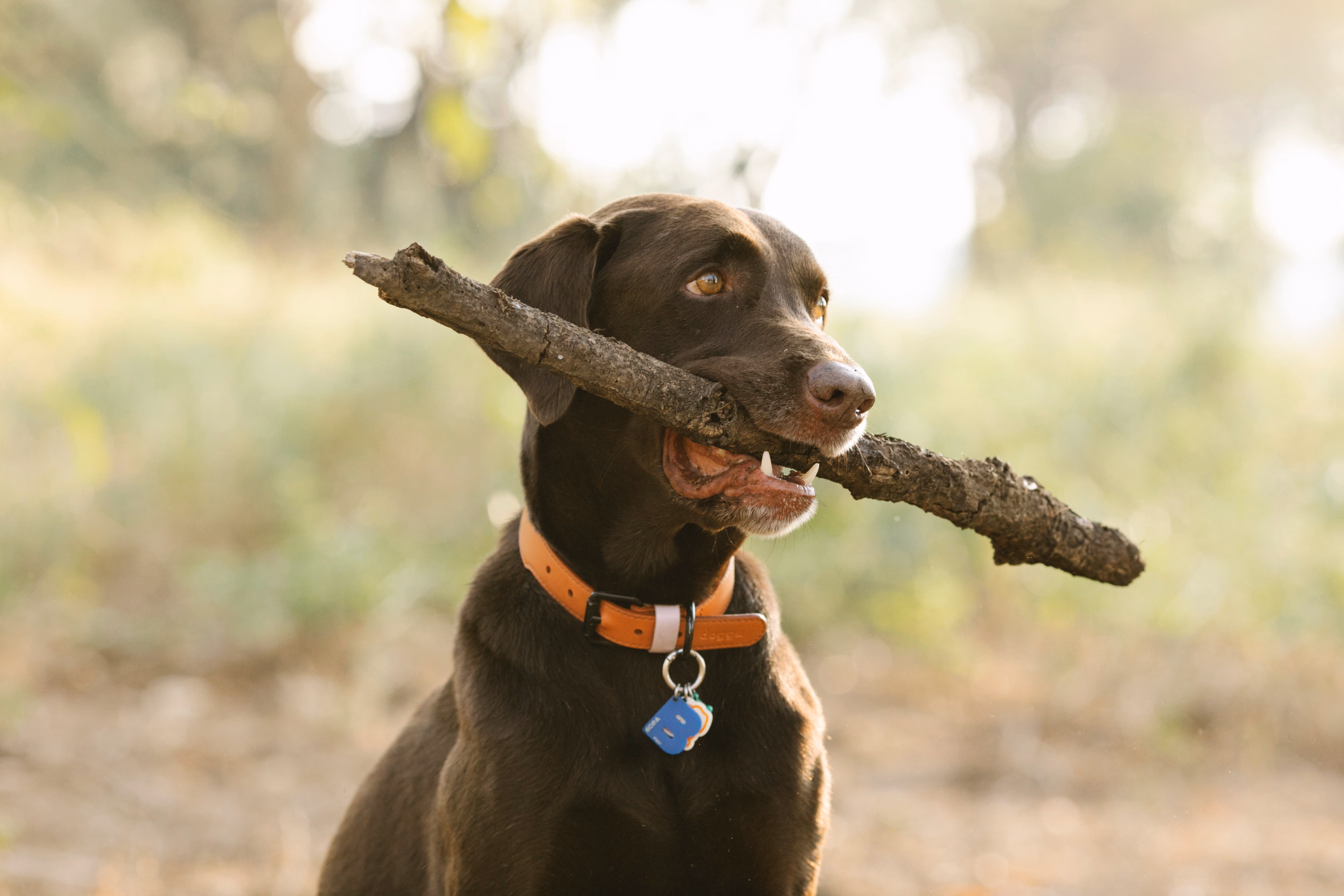 Best Pet GPS Trackers & Smart Collars 2026: Tested, Compared, and Honestly Ranked