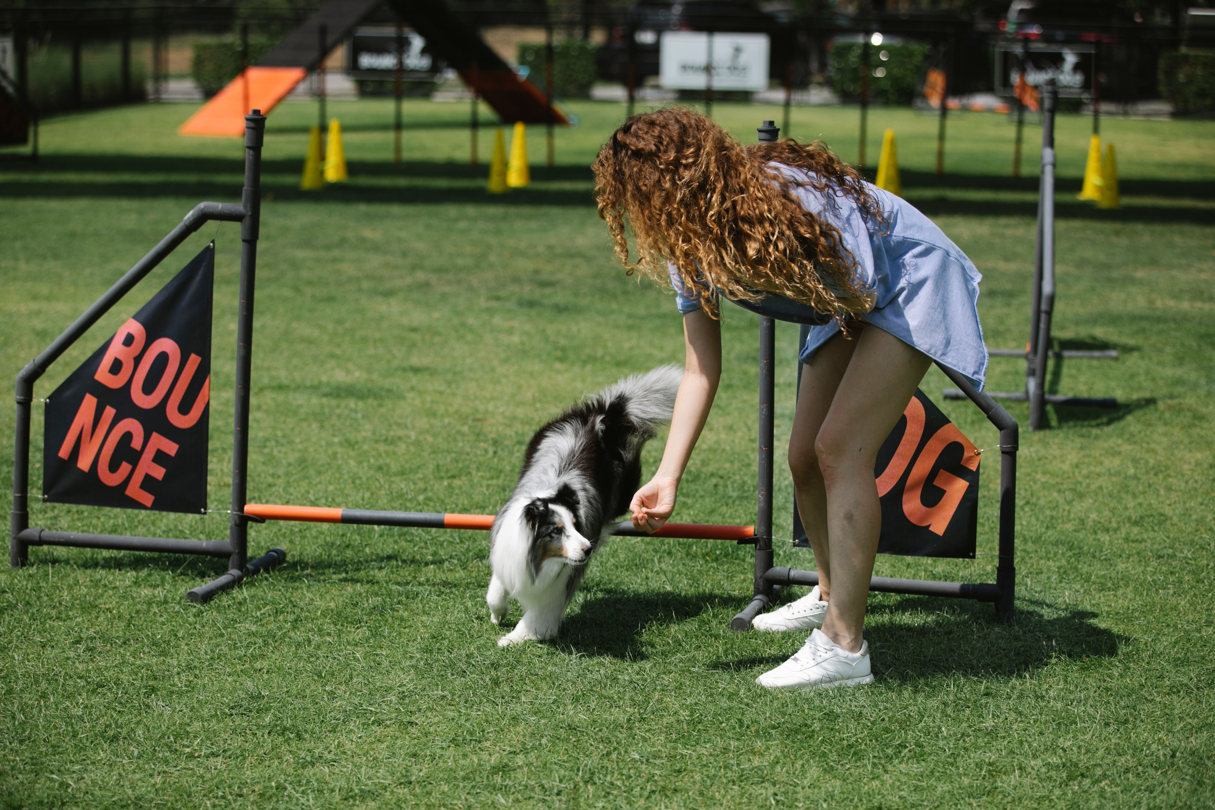 Best Pet Training Tools & Online Courses in 2026: What Actually Works (And Why Most Owners Stall)