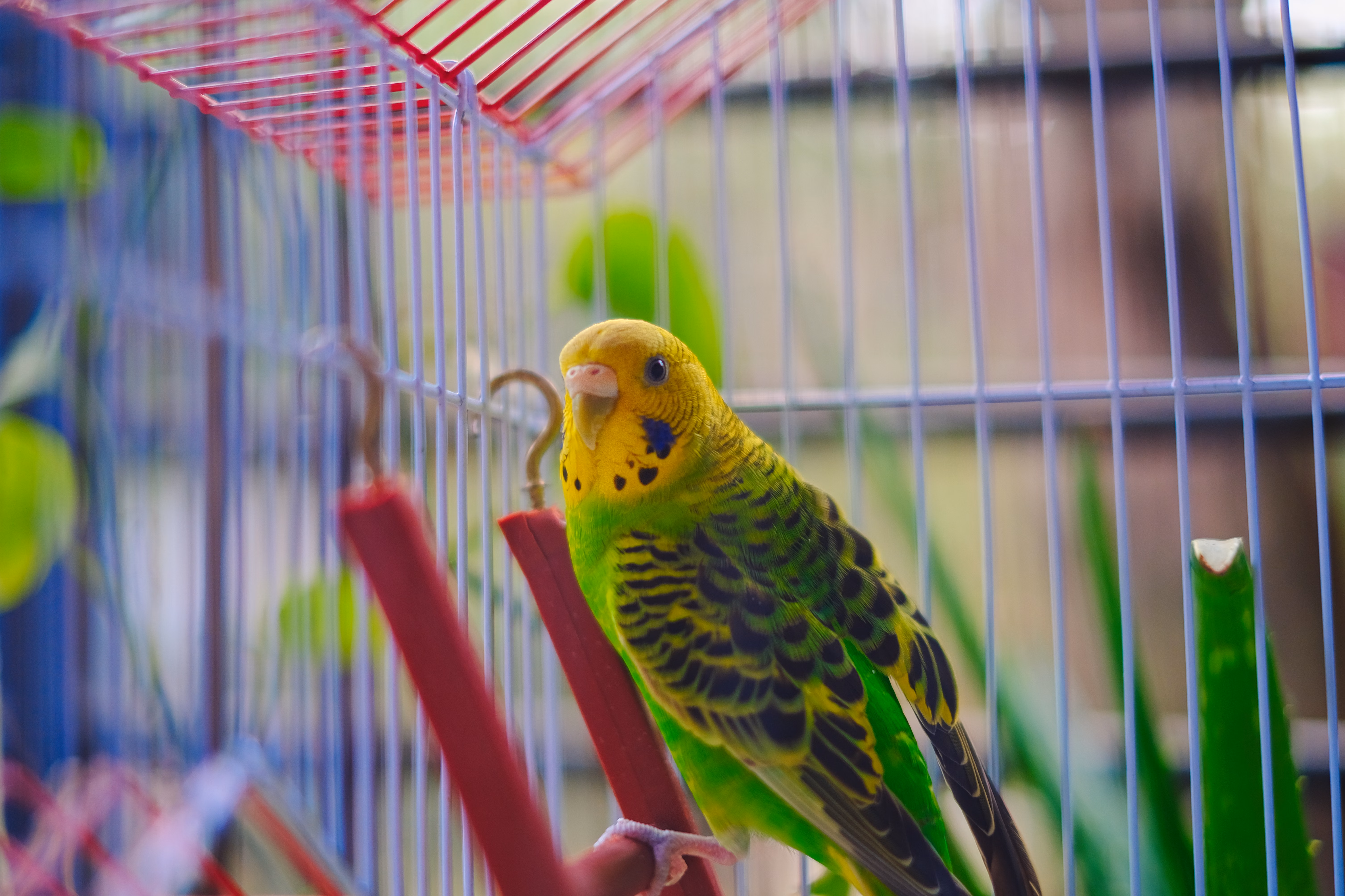 Best Bird Cages & Supplies 2026: What Actually Keeps Your Bird Safe