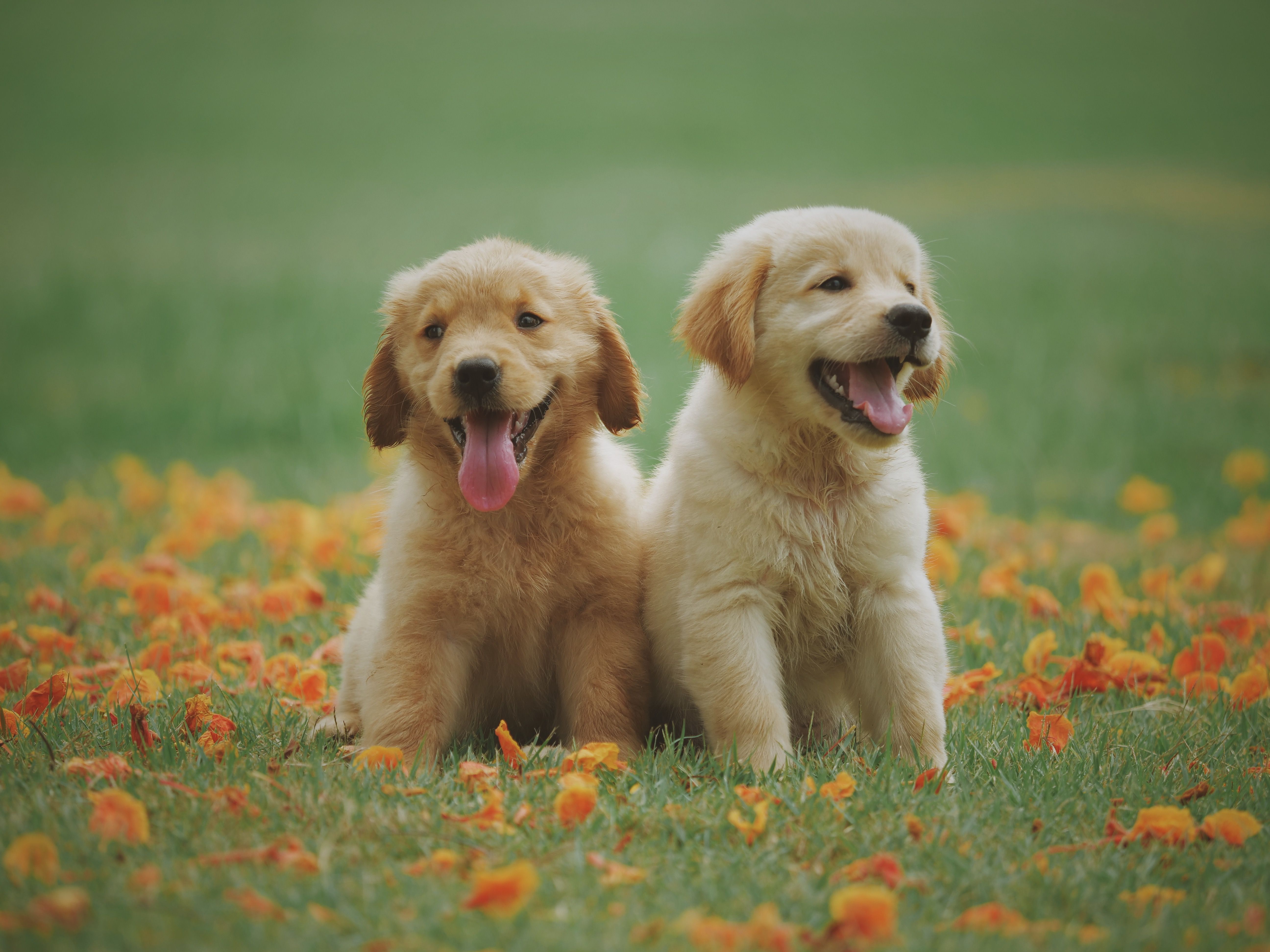 Best Pet Subscription Boxes in 2026: BarkBox, KitNipBox & Alternatives That Actually Fit Your Pet