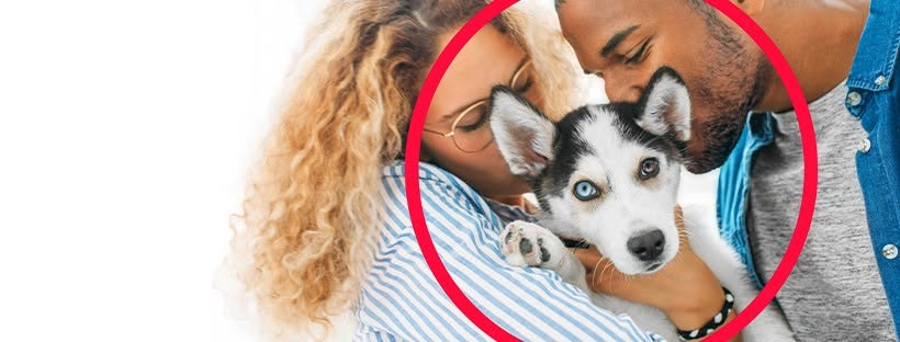 PetSmart Review 2026: In-Store vs. Online — Which Channel Is Actually Worth Your Time?