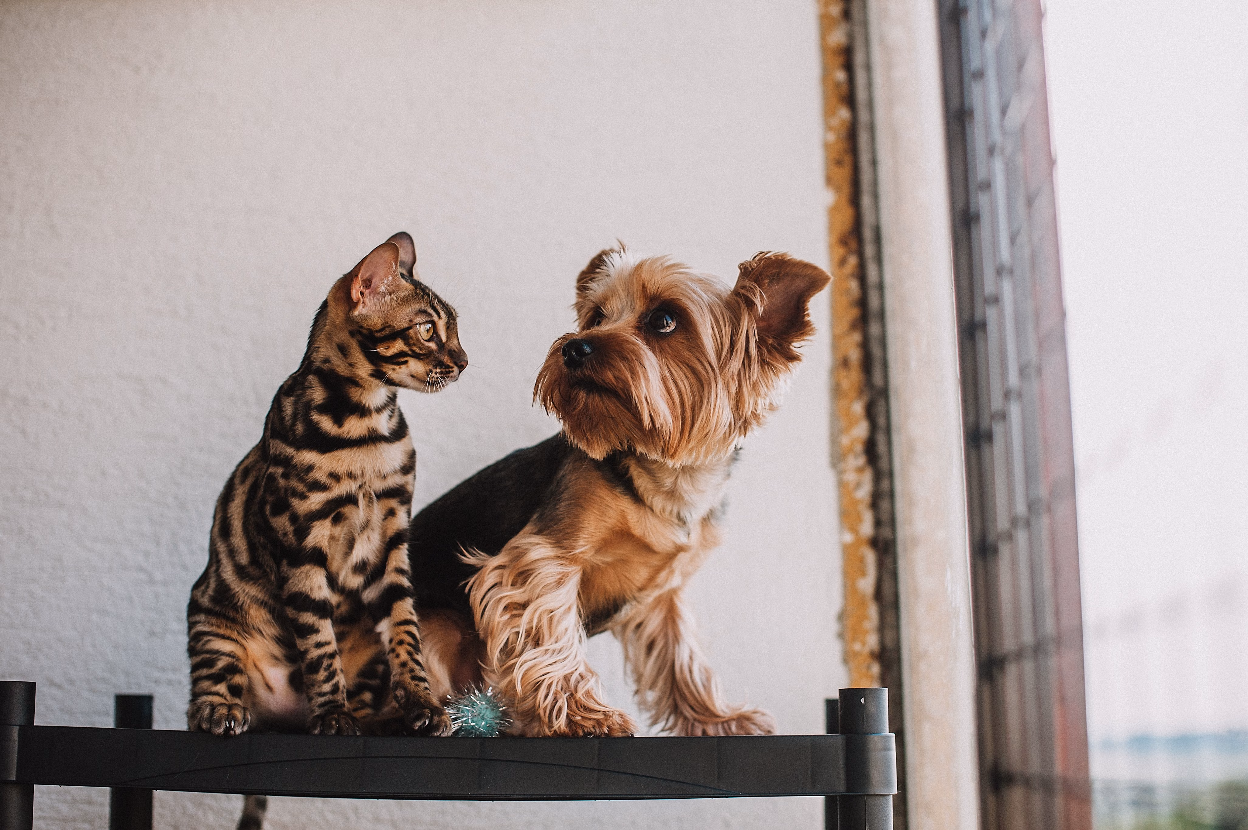 Pet Products Reviewed: Dogs, Cats & Small Pets (2026 Buying Guide)