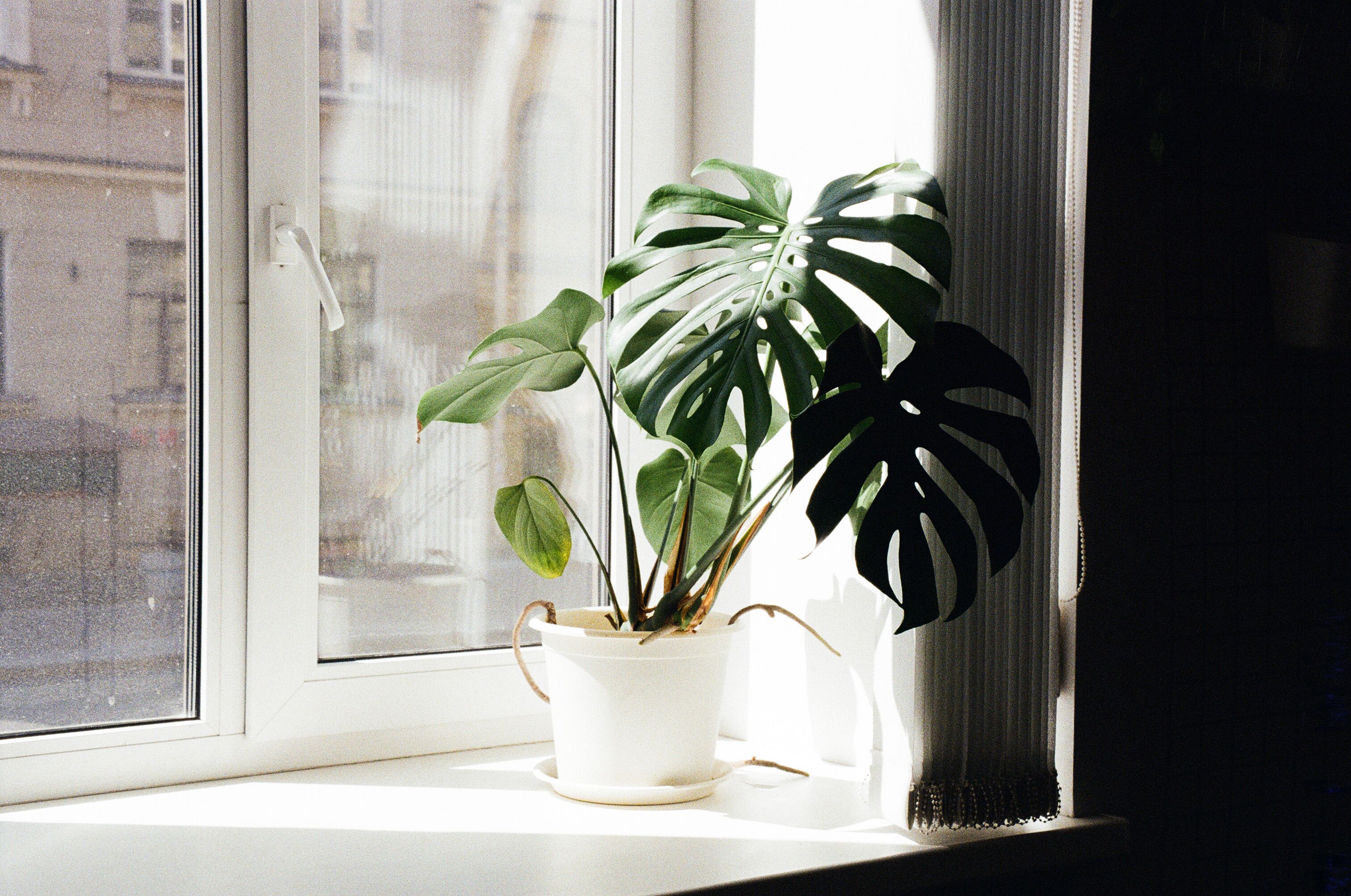 Best Indoor Plants 2026: Easy-Care & Air-Purifying Options That Actually Survive in Your Home