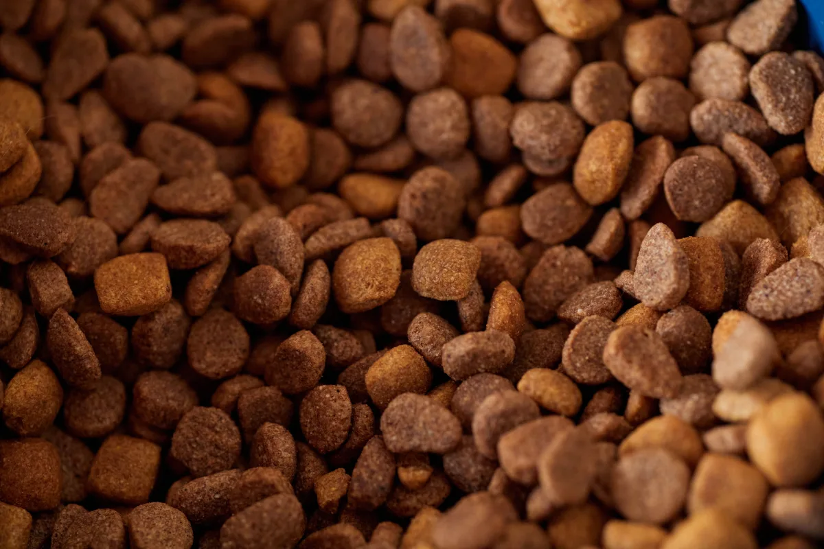 Close-up of dry dog food kibble showing texture and color variety